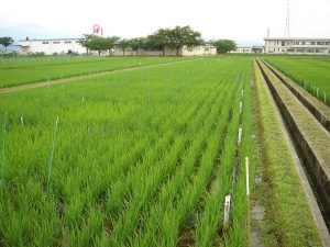 山形県農業試験場での試験