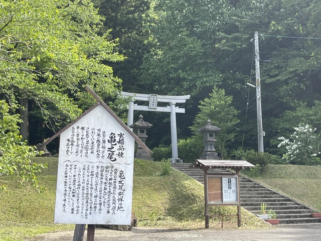 亀の尾